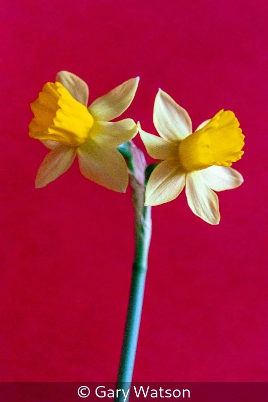 Gary Watson_Daffodils in Warhol Homage_1.jpg