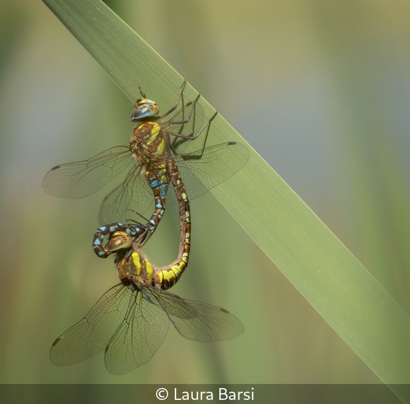 Intermediate_Laura Barsi_Mating Pair_10.jpg