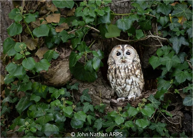 Advanced_John Nathan_001_8.jpg