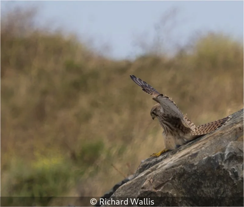 Club_Richard Wallis_Down the slippery slope_9.jpg