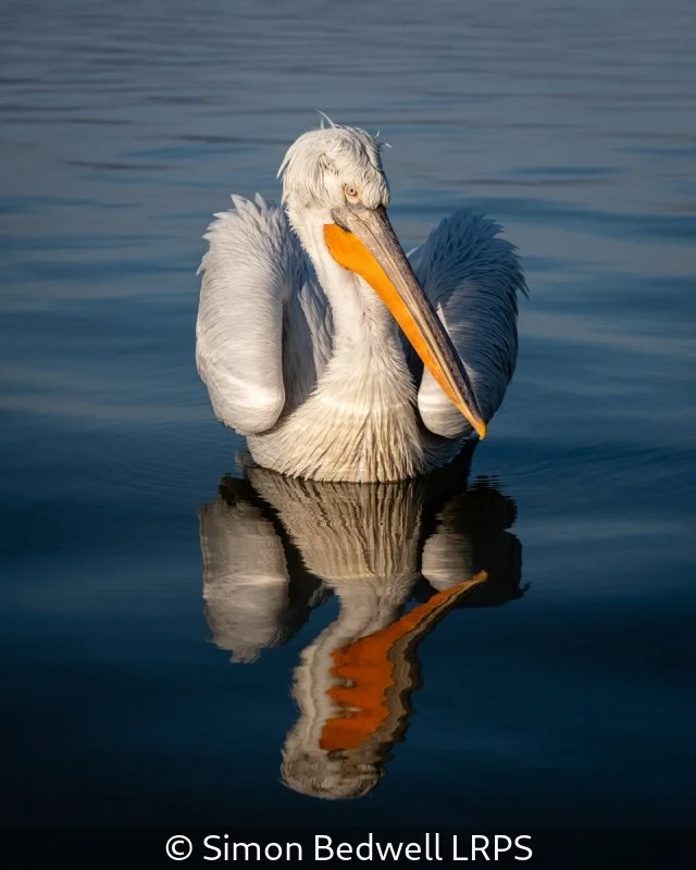 Advanced_Simon Bedwell_Pelican Portrait_9.jpg