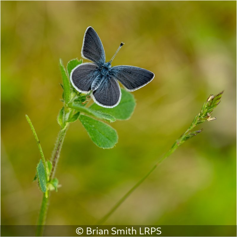 Open_Brian Smith_001_8.5.jpg