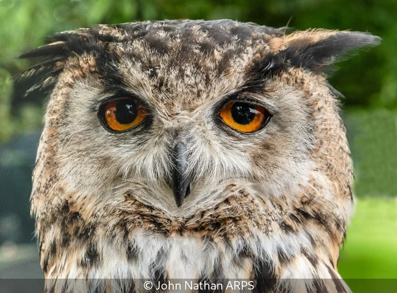 Advanced_John Nathan_Long eared owl_9.jpg