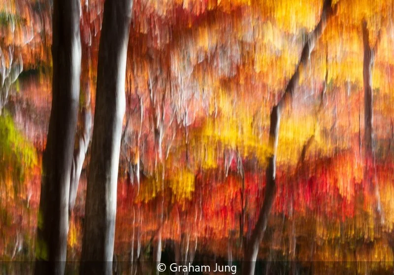 Club_Graham Jung_Under the acers_9.5.jpg