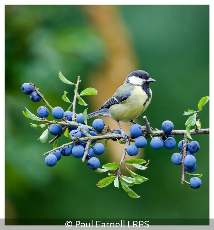 Open_Paul Earnell_002_8.5.jpg