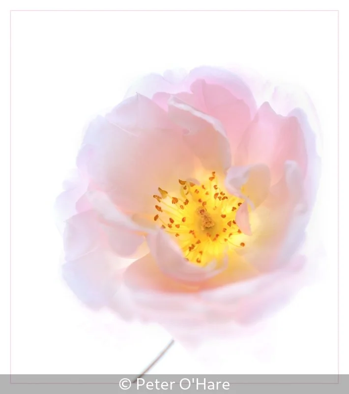 Advanced_Peter O'Hare_Translucence in Pink_Commended.jpg