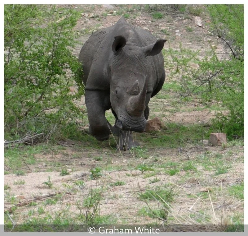 Club_Graham White_001_null.jpg