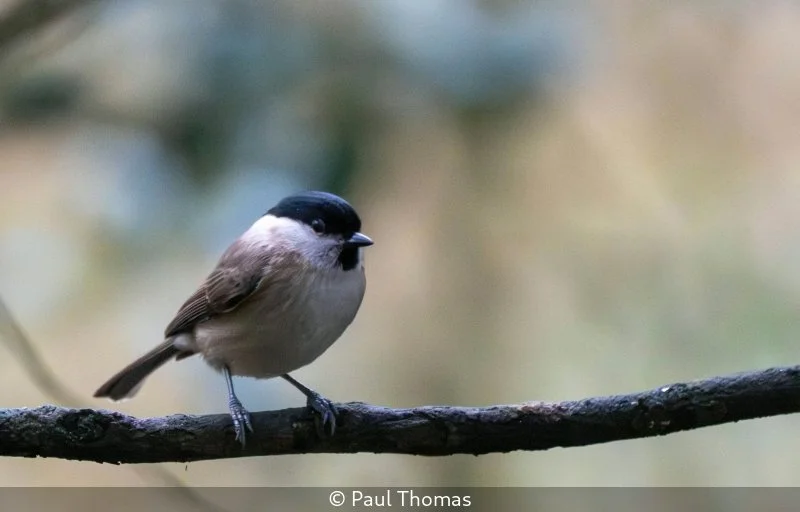 Open_Paul Thomas_001_8.jpg