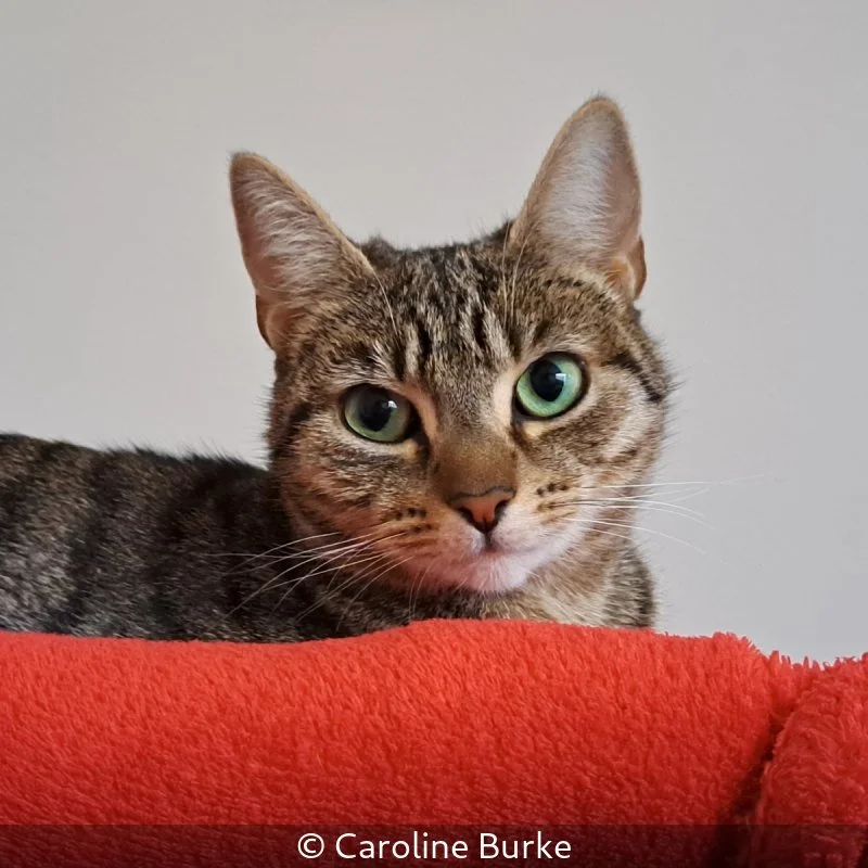 Caroline Burke_Pose of a Cat_2.jpg