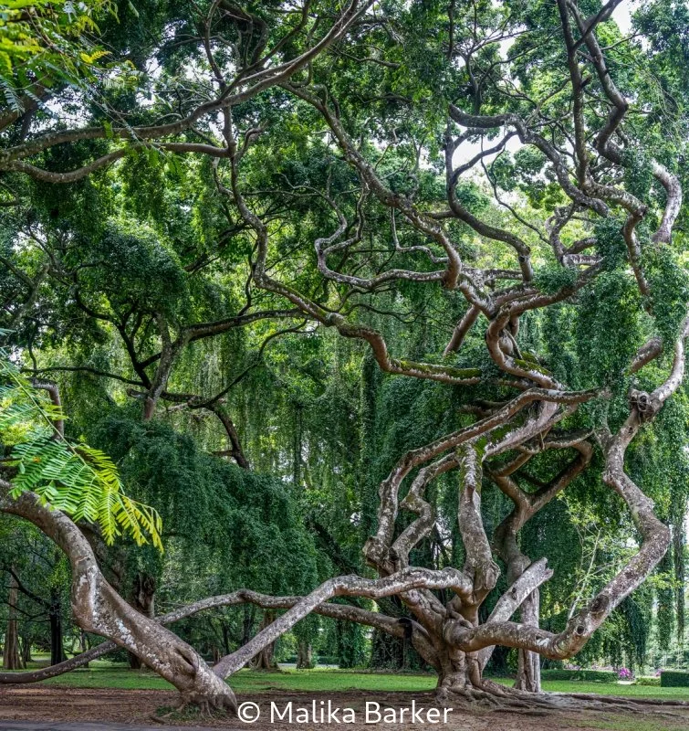 Open_Malika Barker_001_8.5.jpg