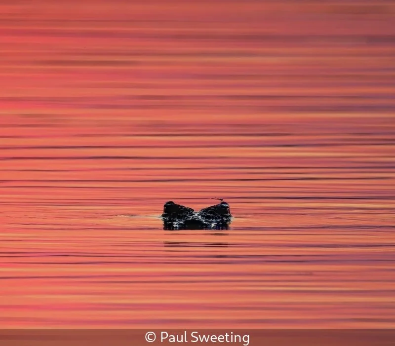 Club_Paul Sweeting_001_8.5.jpg
