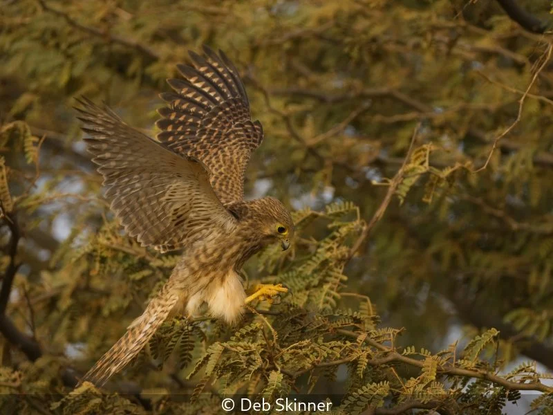 Open_Deb Skinner_002_8.jpg