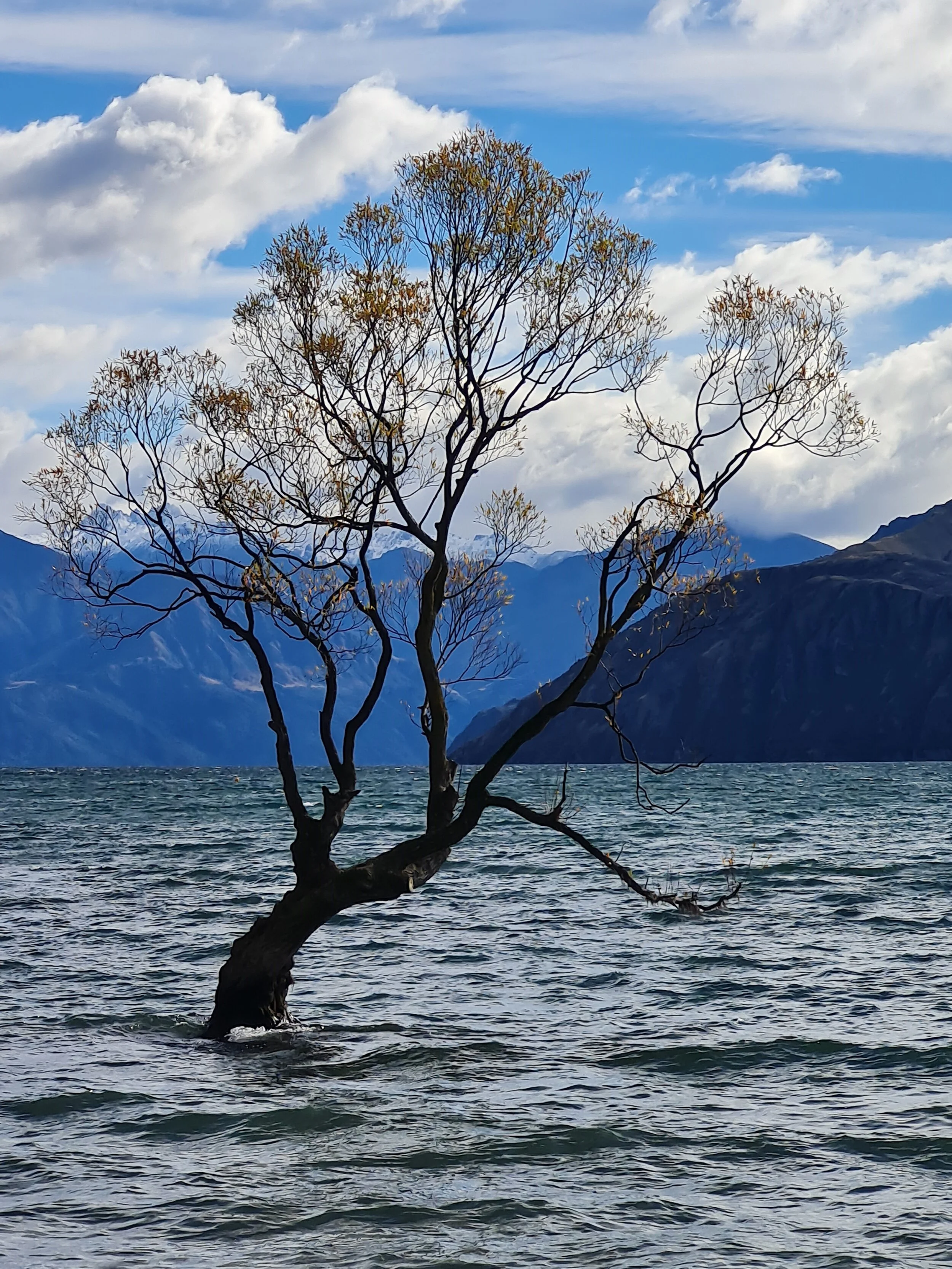 Wanaka Tree — Liam Gray Photography
