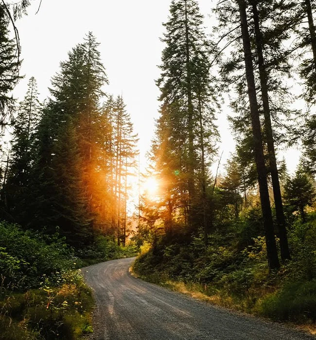image photo forêt illuminée par le soleil