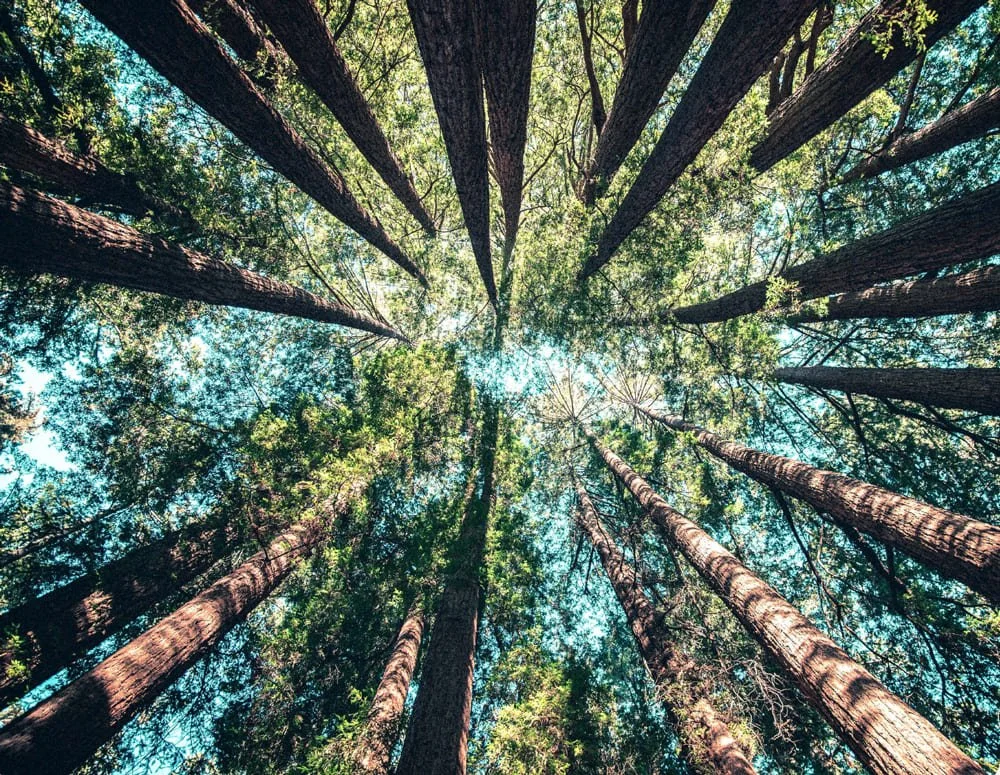 Vue en contre-plongée de plusieurs grands arbres dans une forêt, avec des troncs épais et des branches verdoyantes sous un ciel bleu.