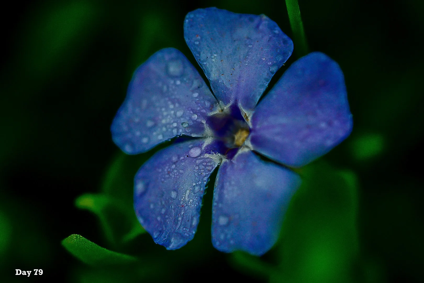 Day Seventy-Nine