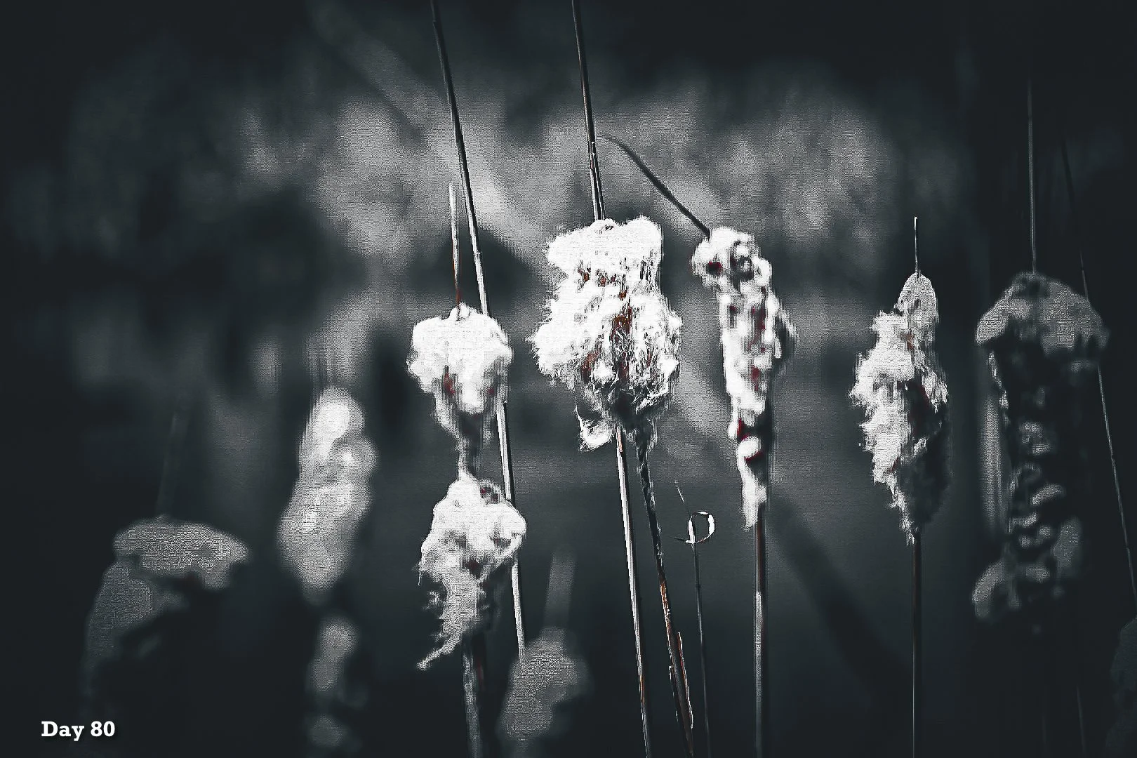 Day Eighty