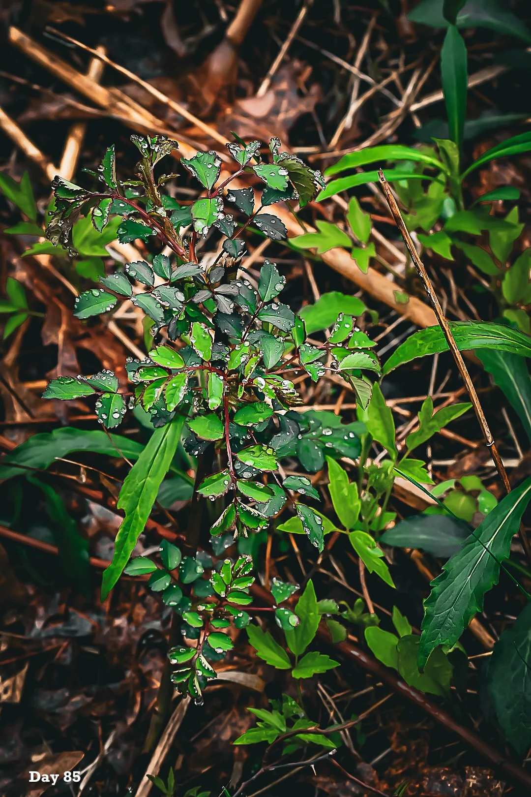 Day Eighty-Five