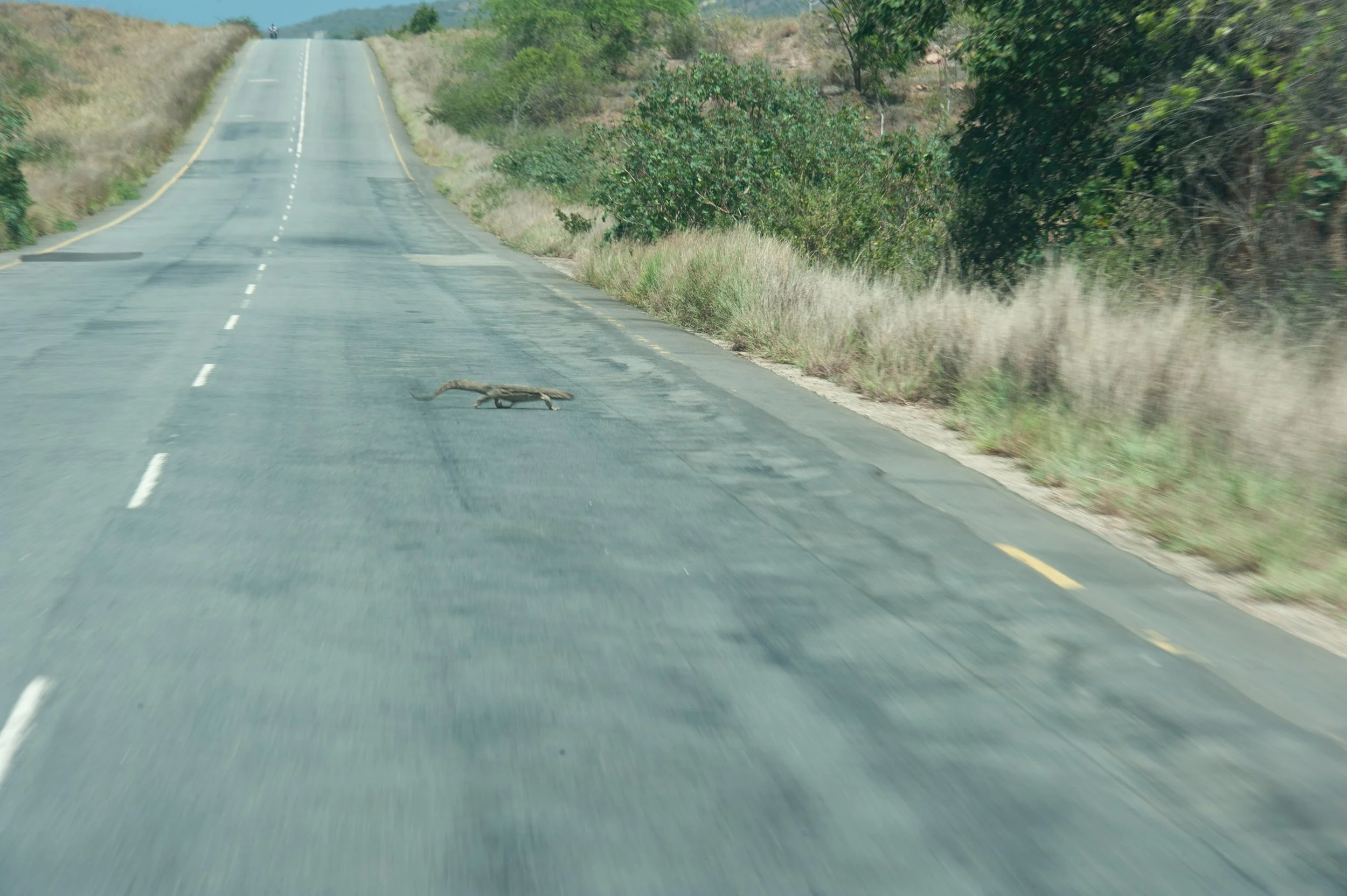Lagarto ou crocodilo...