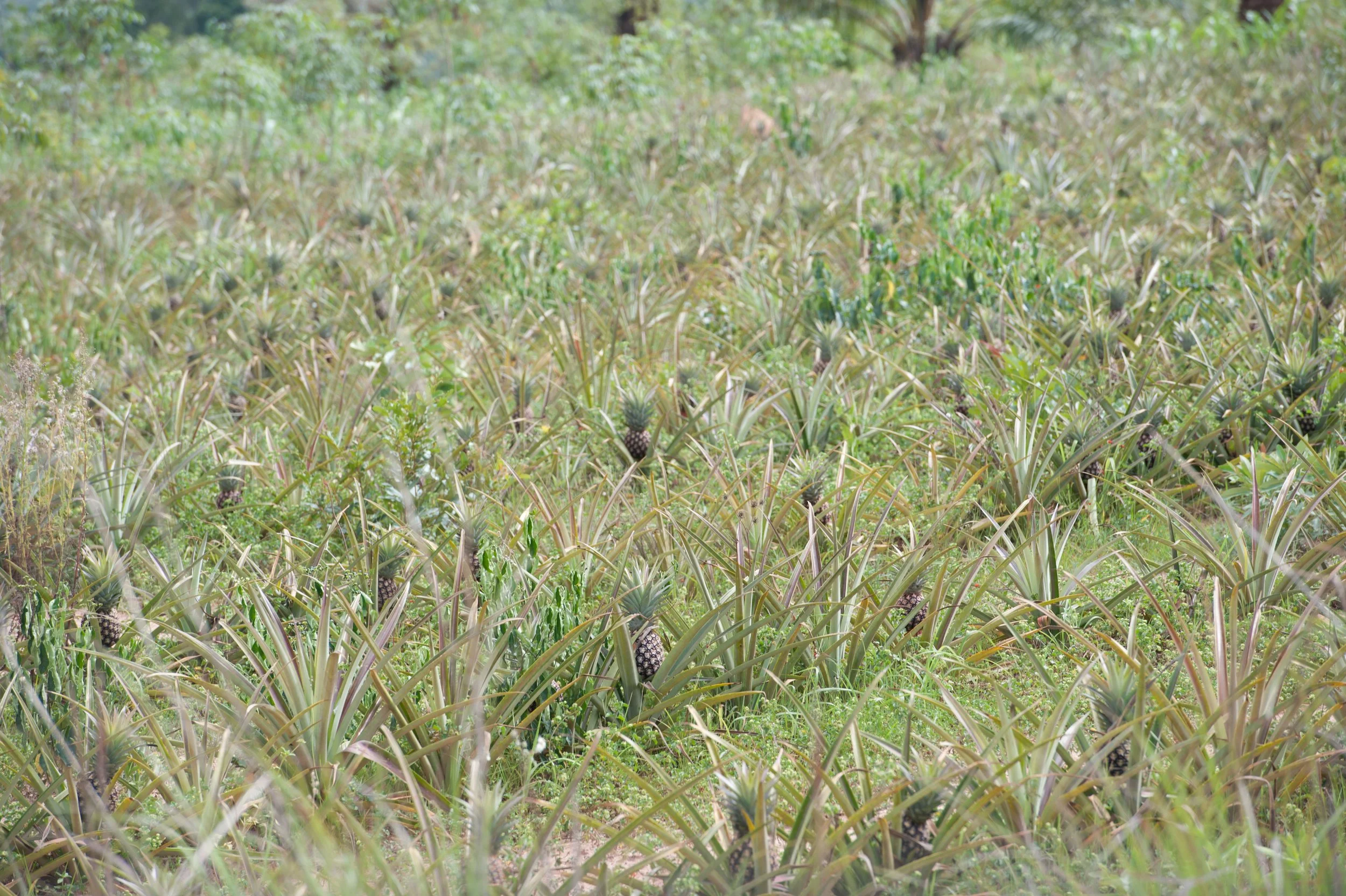 Plantação de ananás.