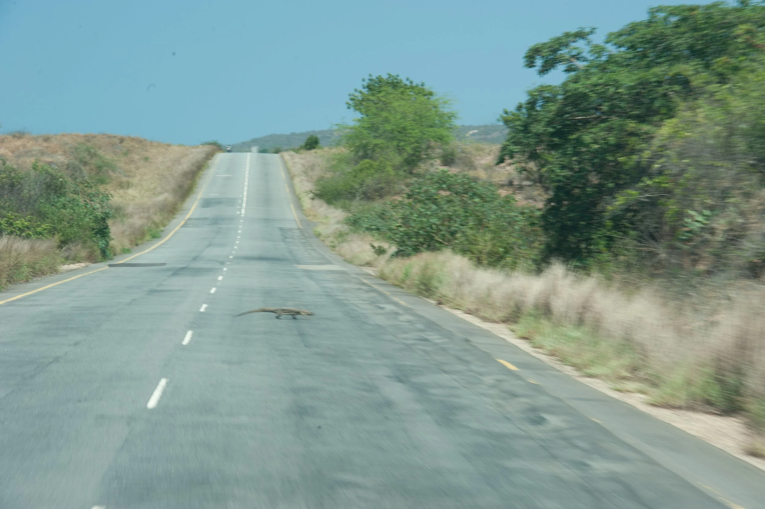 Vimos um lagarto a atravessar a estrada.
