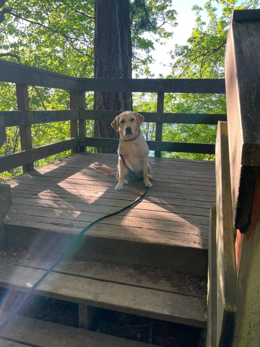 Trusty Dog Training Tulsa Trusty Dog Training Tulsa Dog Trainer in