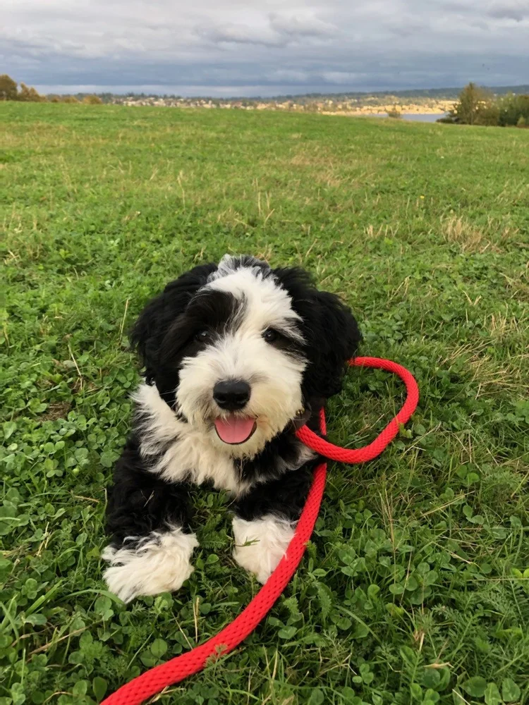 Trusty Dog Training Tulsa Trusty Dog Training Tulsa Dog Trainer in