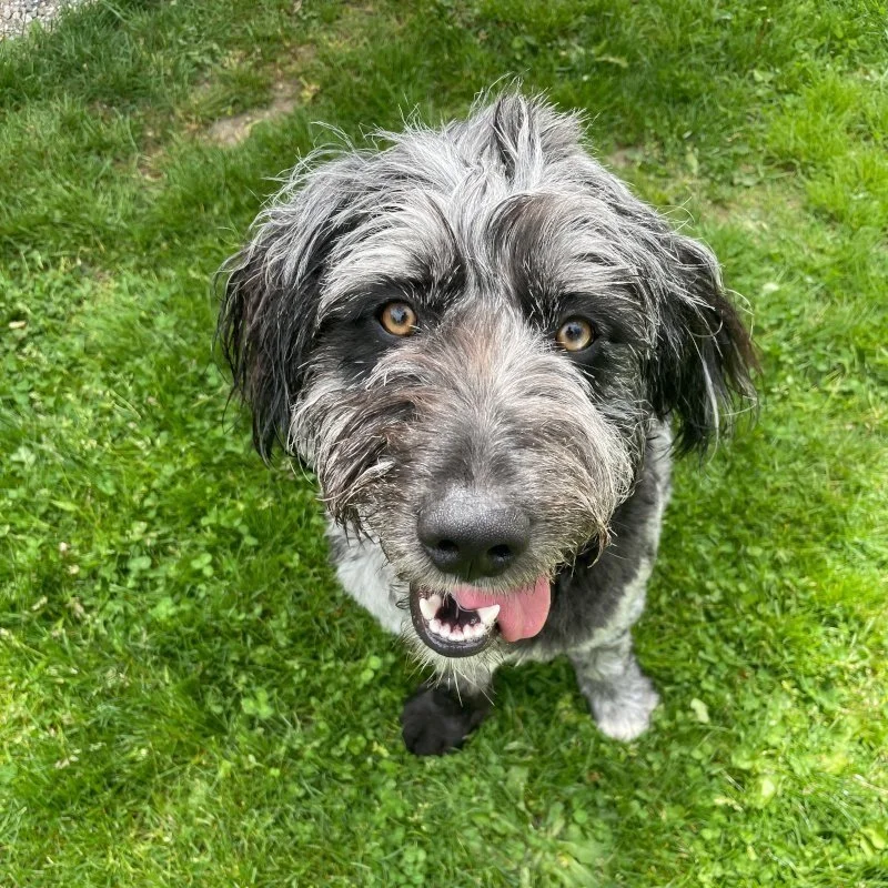 Trusty Dog Training Tulsa Trusty Dog Training Tulsa