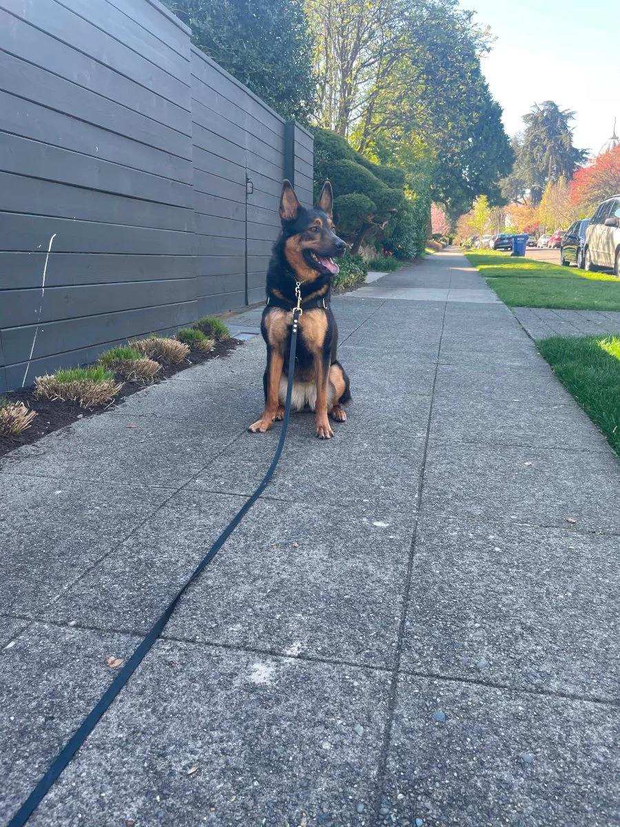 Trusty Dog Training Tulsa Trusty Dog Training Tulsa Dog Trainer in