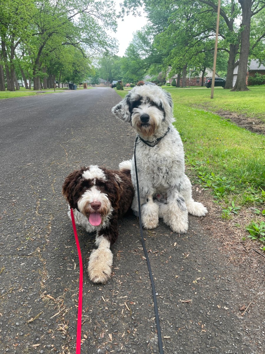 Trusty Dog Training Tulsa Trusty Dog Training Tulsa Dog Trainer in