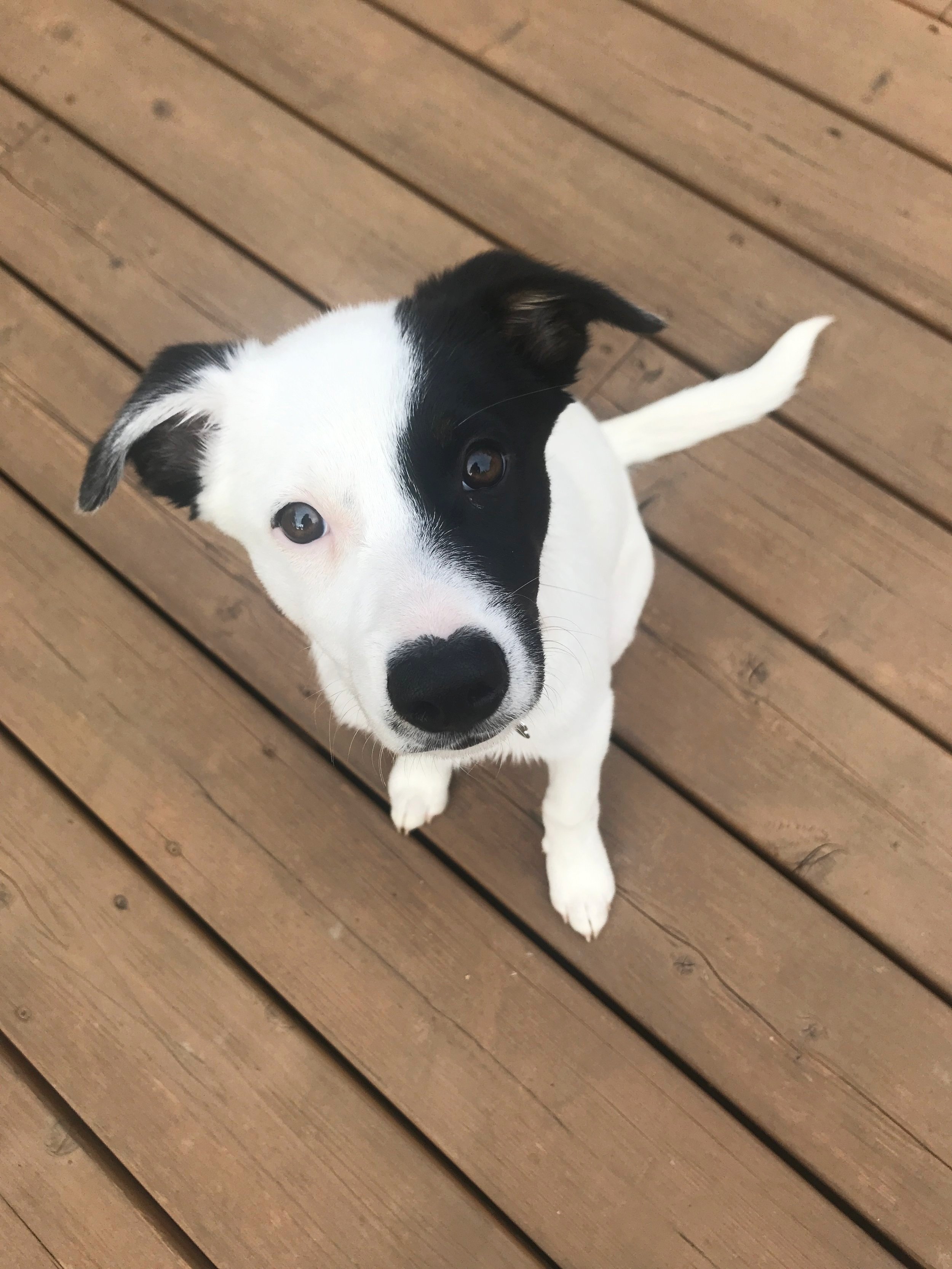 How to Train a Border Collie Puppy - Zigzag