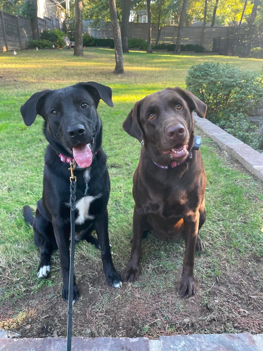 Trusty Dog Training Tulsa Trusty Dog Training Tulsa Dog Trainer in