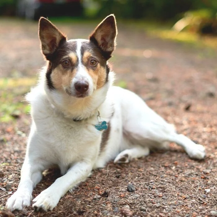 Trusty Dog Training Tulsa Trusty Dog Training Tulsa