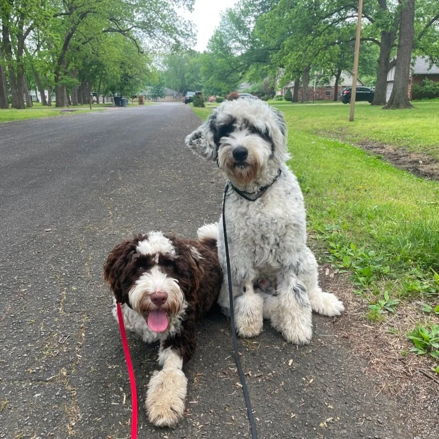 Trusty Dog Training Tulsa Trusty Dog Training Tulsa Dog Trainer in