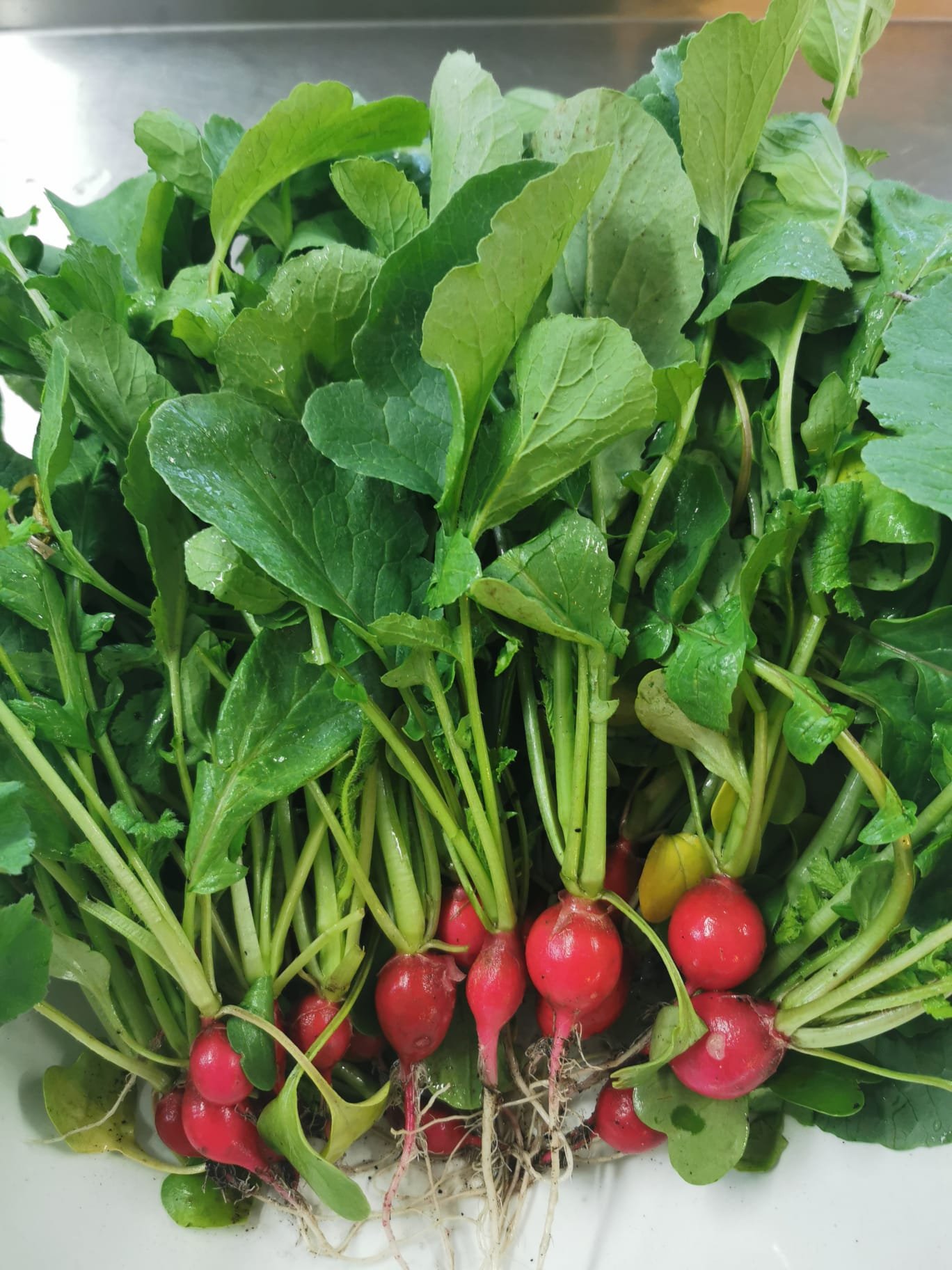 Radishes.jpg