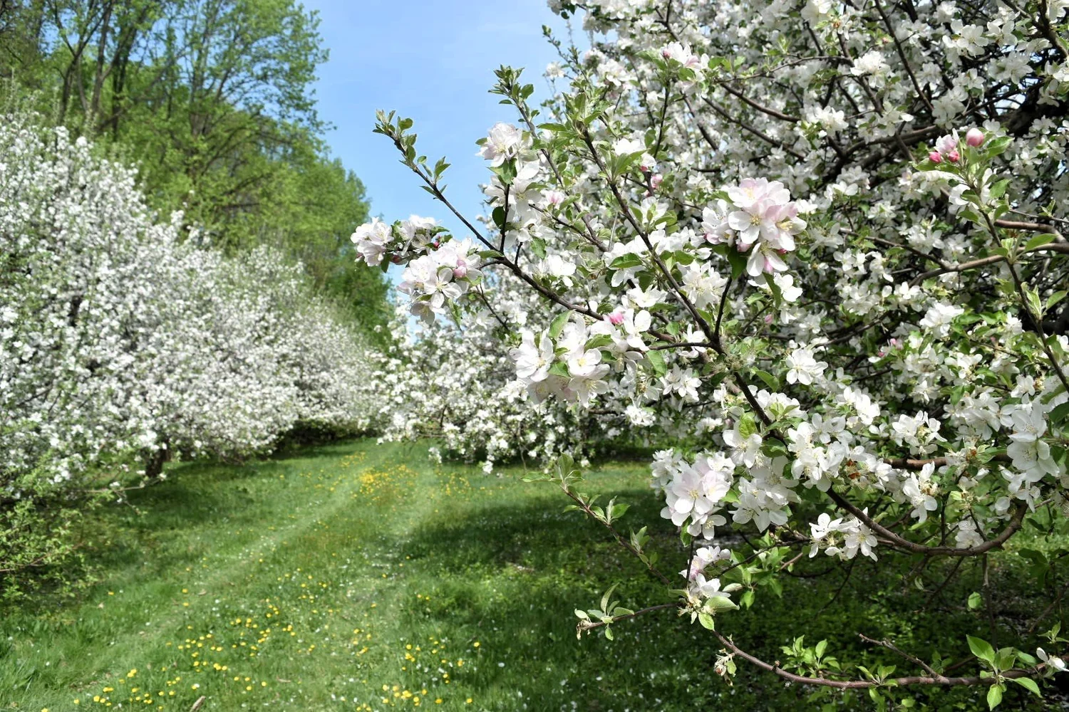 Pick Your Own — Styer Orchard