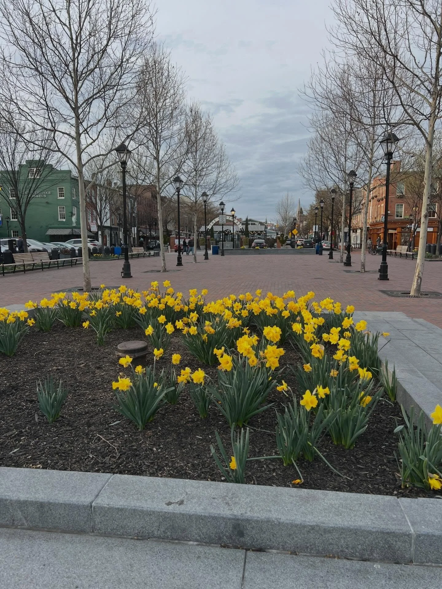 The perfect pop of Spring in Fell&rsquo;s Point!🌼 #fellspointmainstreet #fellspoint