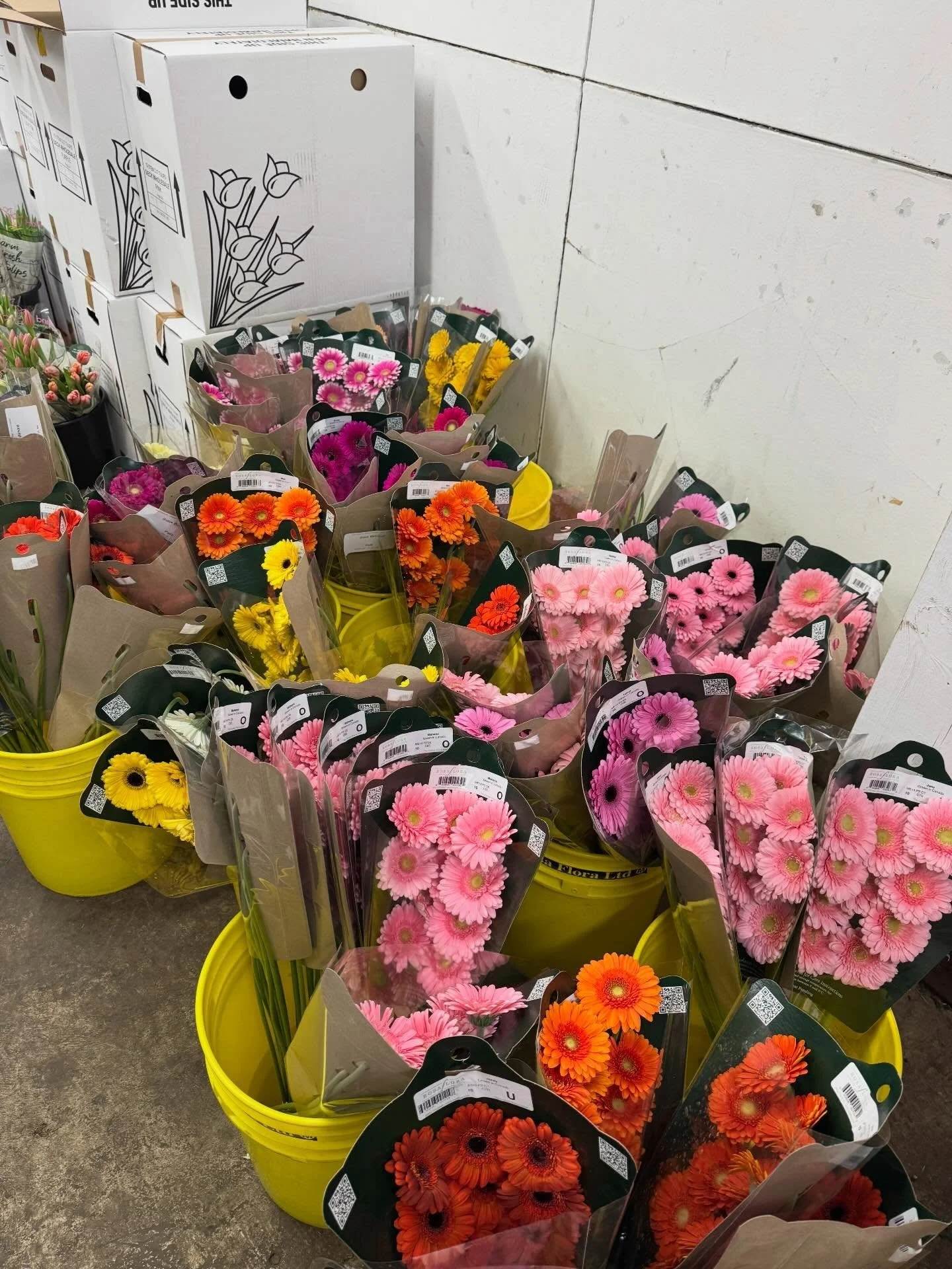 We took a trip to the flower distributor today to talk about flowers for our upcoming Fells Point Flower Crawl. Lots of bright, beautiful blooms. We love spring! We hope you can join us in the neighborhood on Thursday, May 7th from 4-7:30pm. Tickets 