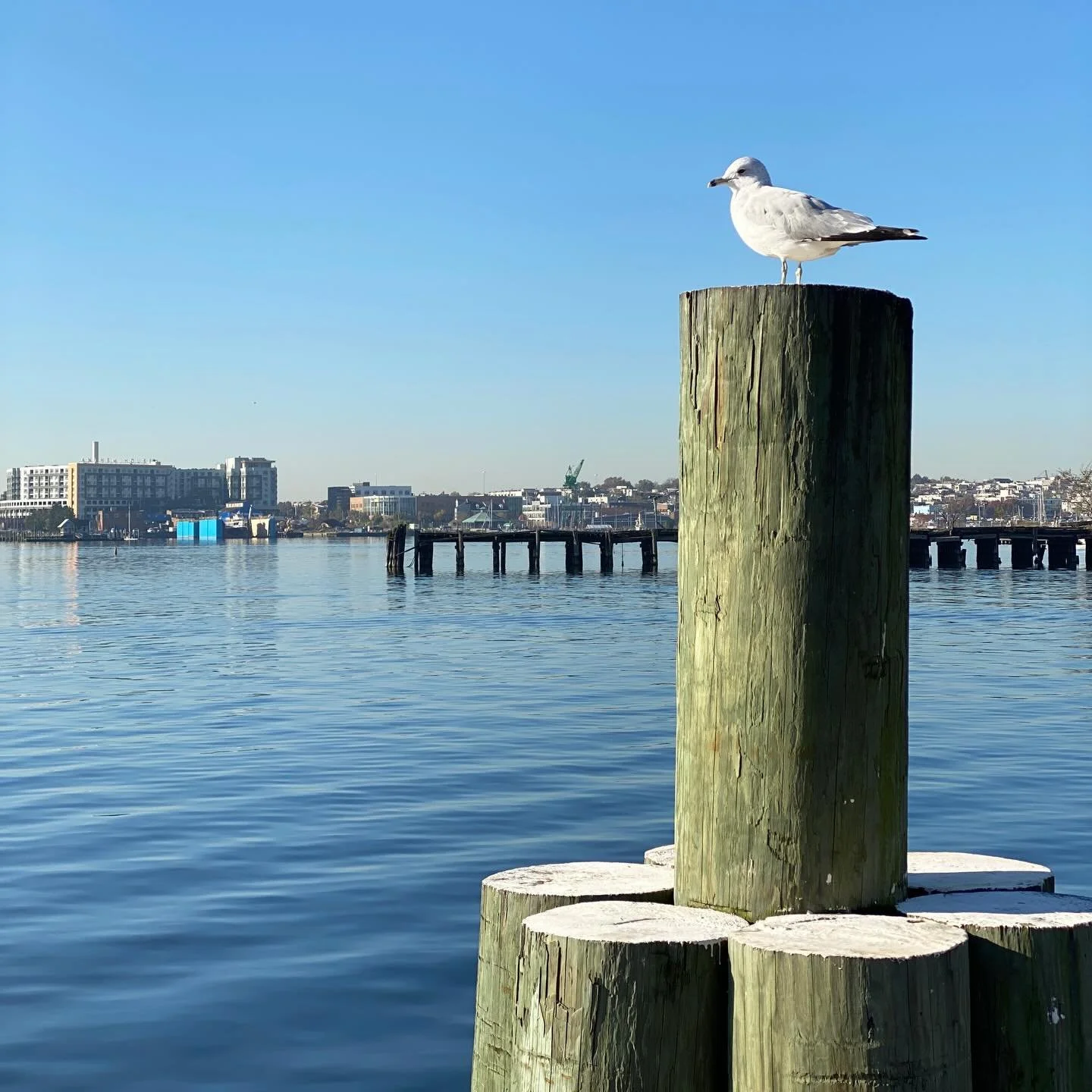 Earth Day is a good reminder of how lucky we are to call Fell&rsquo;s Point home. From the waterfront to the gardens and all the bright, green spaces in between, there&rsquo;s so much beauty right outside our doors. Here&rsquo;s to appreciating it an