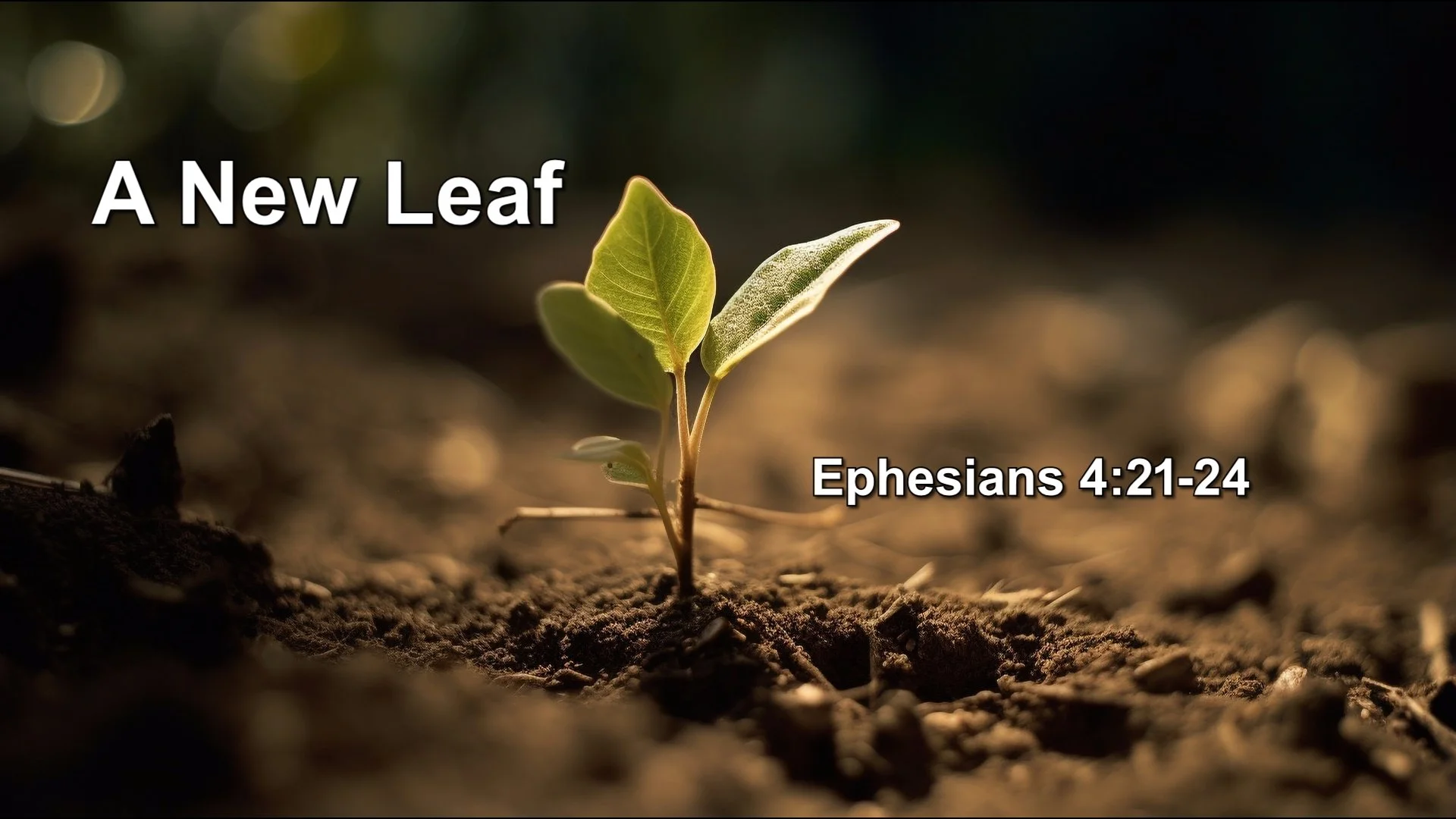 11/16/2025 - A New Leaf