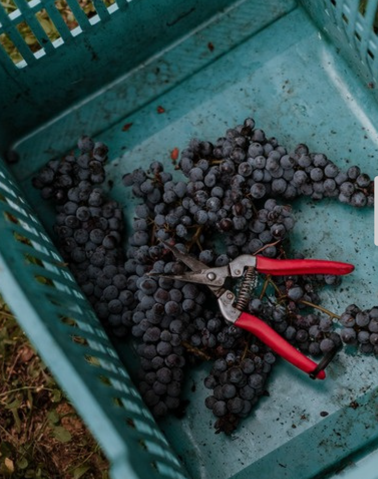 Camilla Scavino Shears and Grapes.png