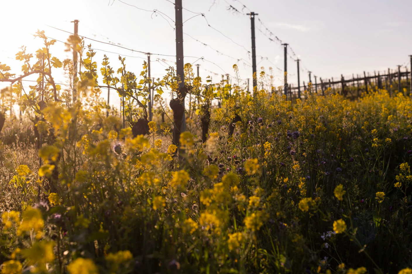 Camilla Scavino Barolo Vineyard Organic Plants.png