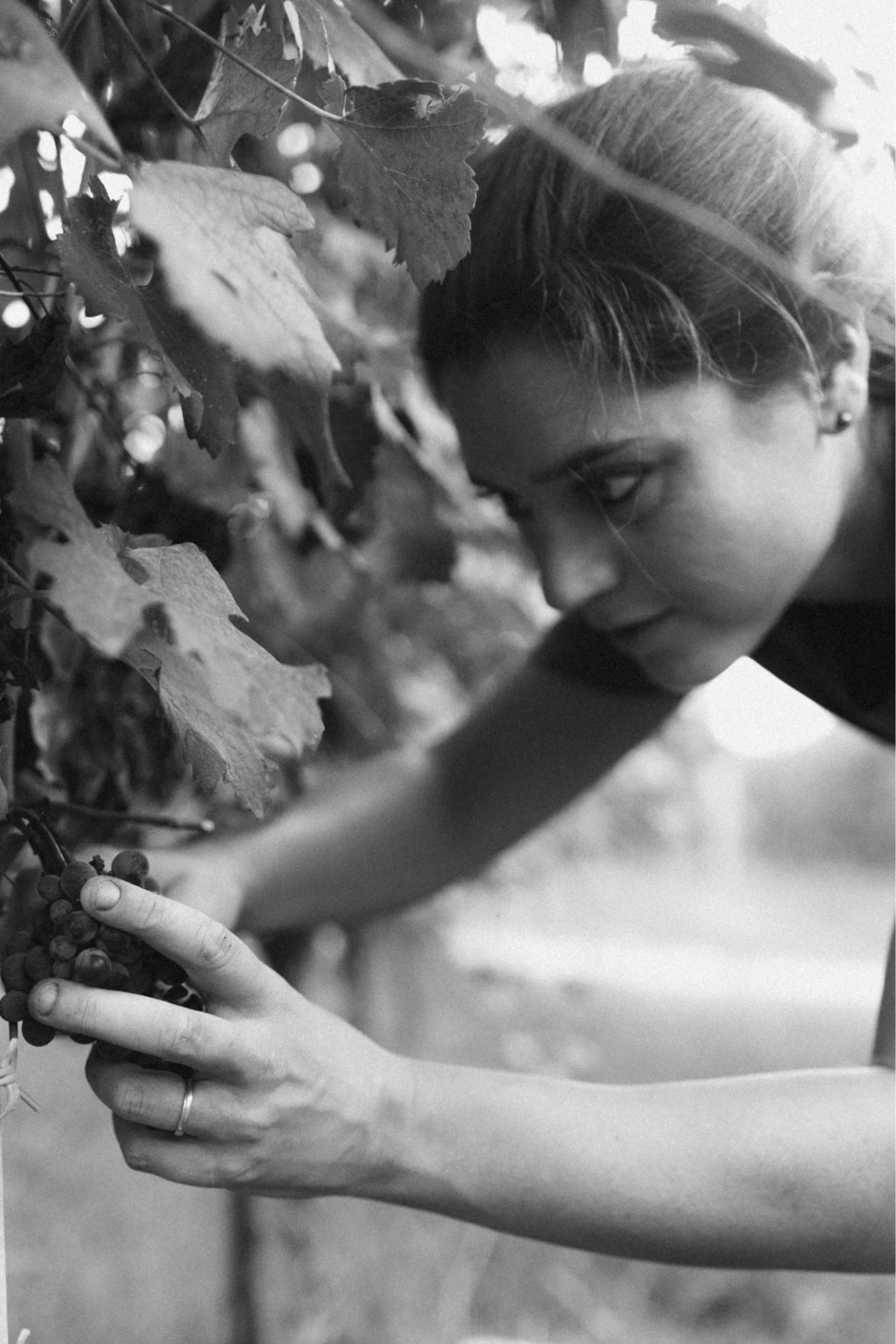 Camilla Scavino Picking Fruit B&W.png