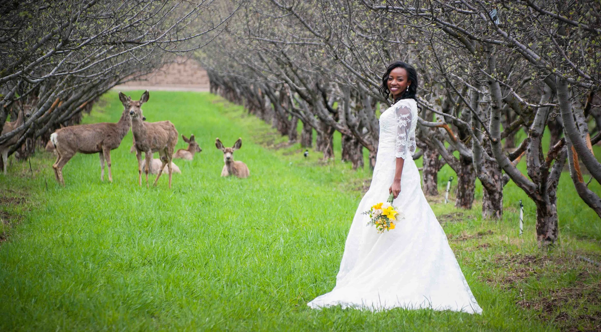 Bride in orchard with deer herd