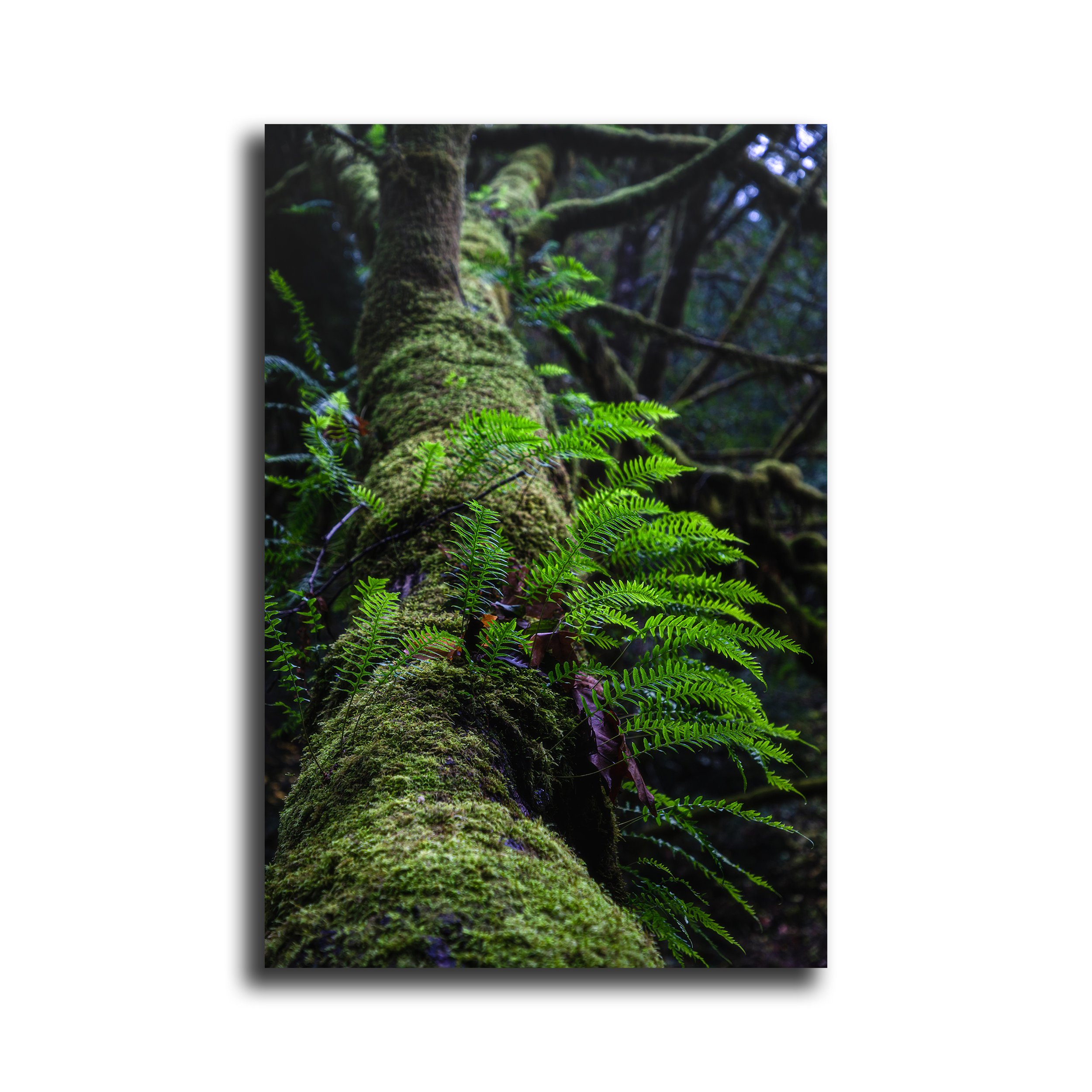 Fern Tree - WEBSTORE.jpg