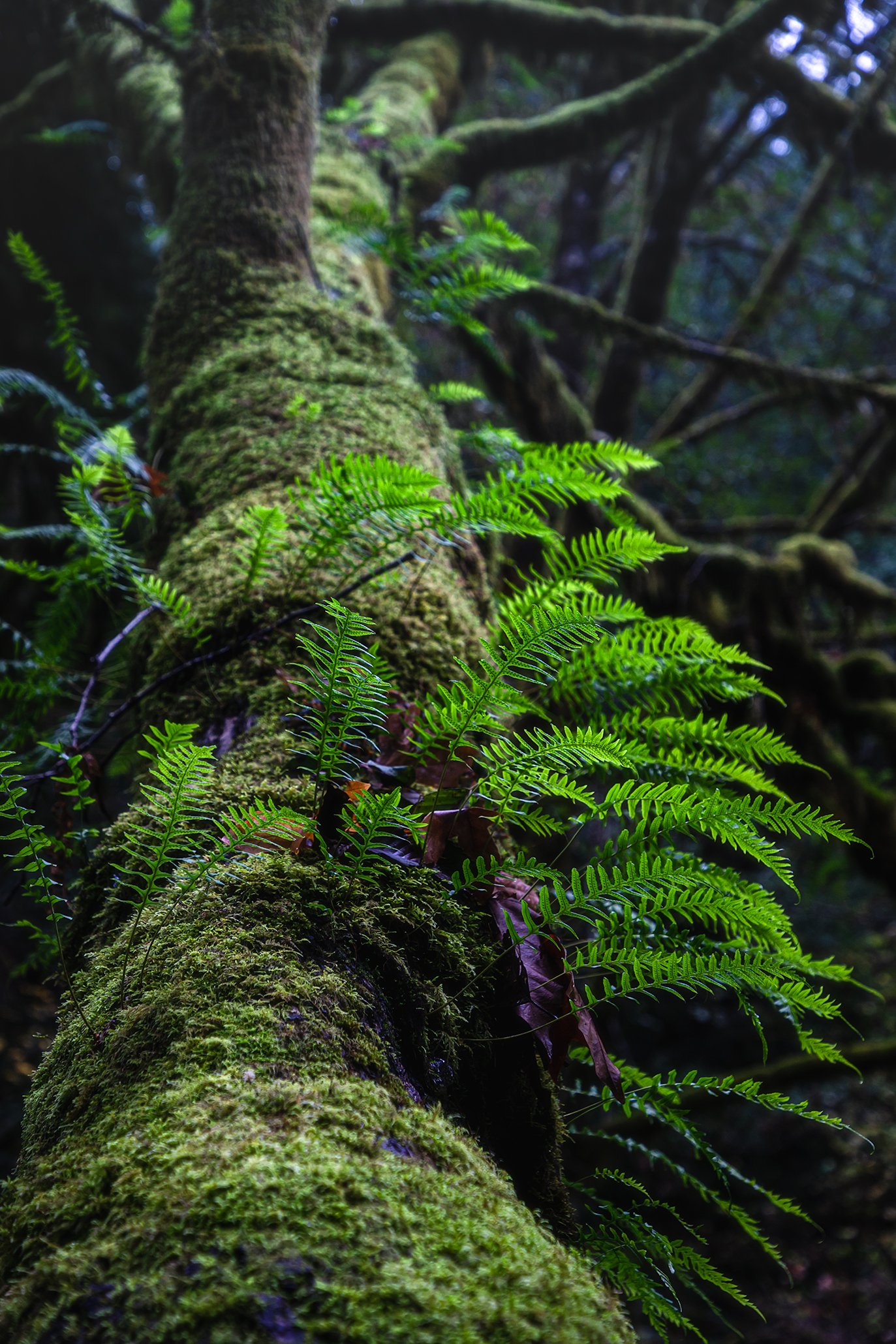 Back Up in your Forest with the Resurrection