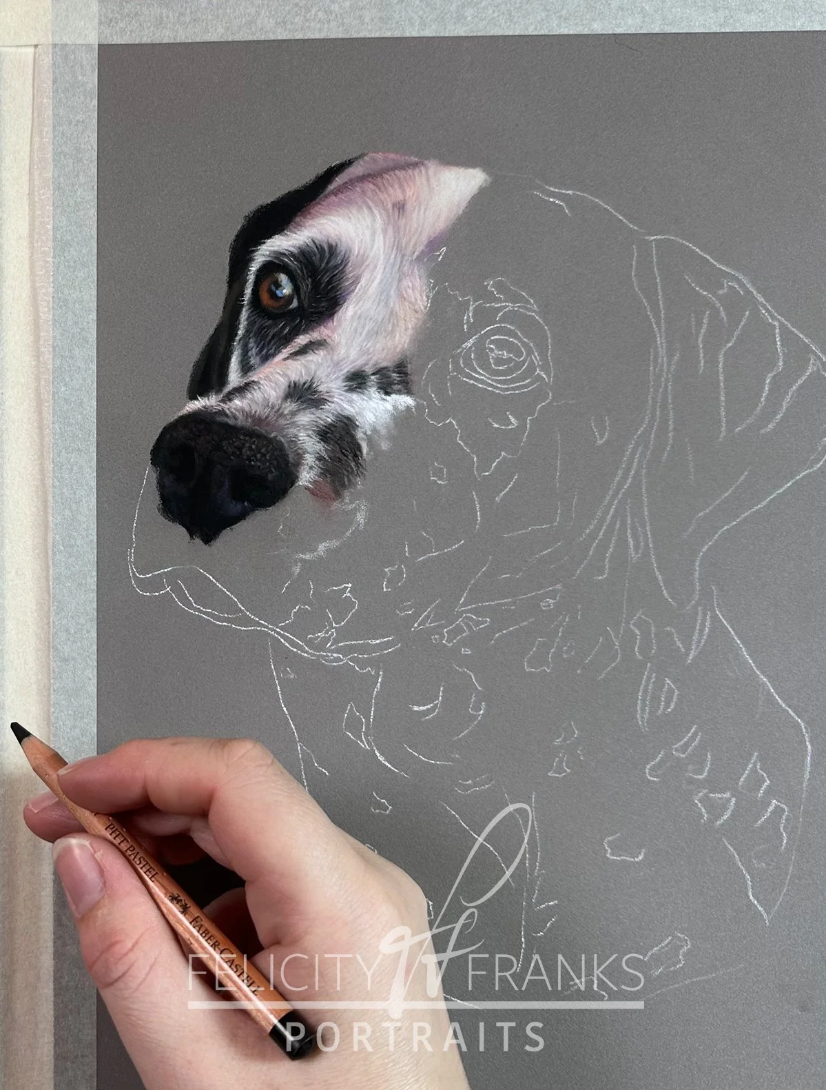 drawing of a Dalmatian in soft pastels - drawing tutorial