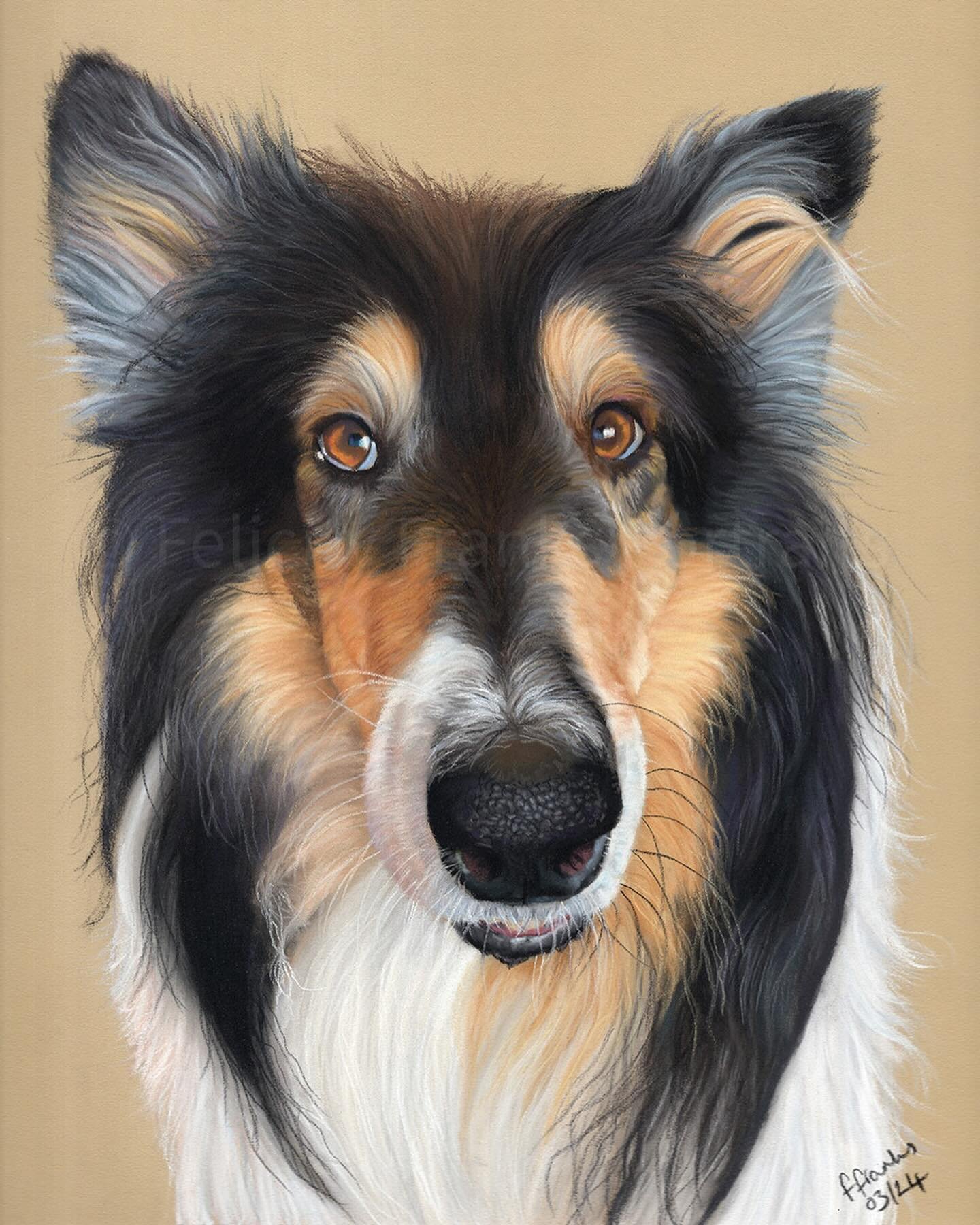 Here is the scan and some photos of Luna so you can see her properly 🩷

Luna is an eight year old tricolour collie, she was the child of the family until a little girl 👶 came along and now she&rsquo;s the best big sister in the world! Described as 