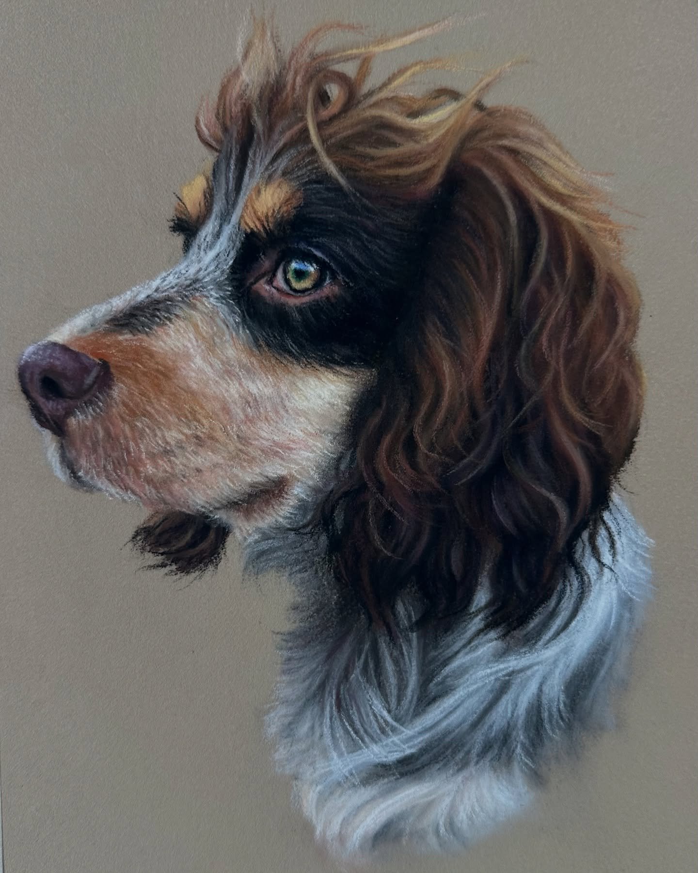 Monty 🐾 the first of three mini portraits for the same customer! I&rsquo;m currently working on the second one and can&rsquo;t wait to share them with you - such gorgeous dogs! I&rsquo;m loving those spaniel ears 🥰

Monty will be available as a tut