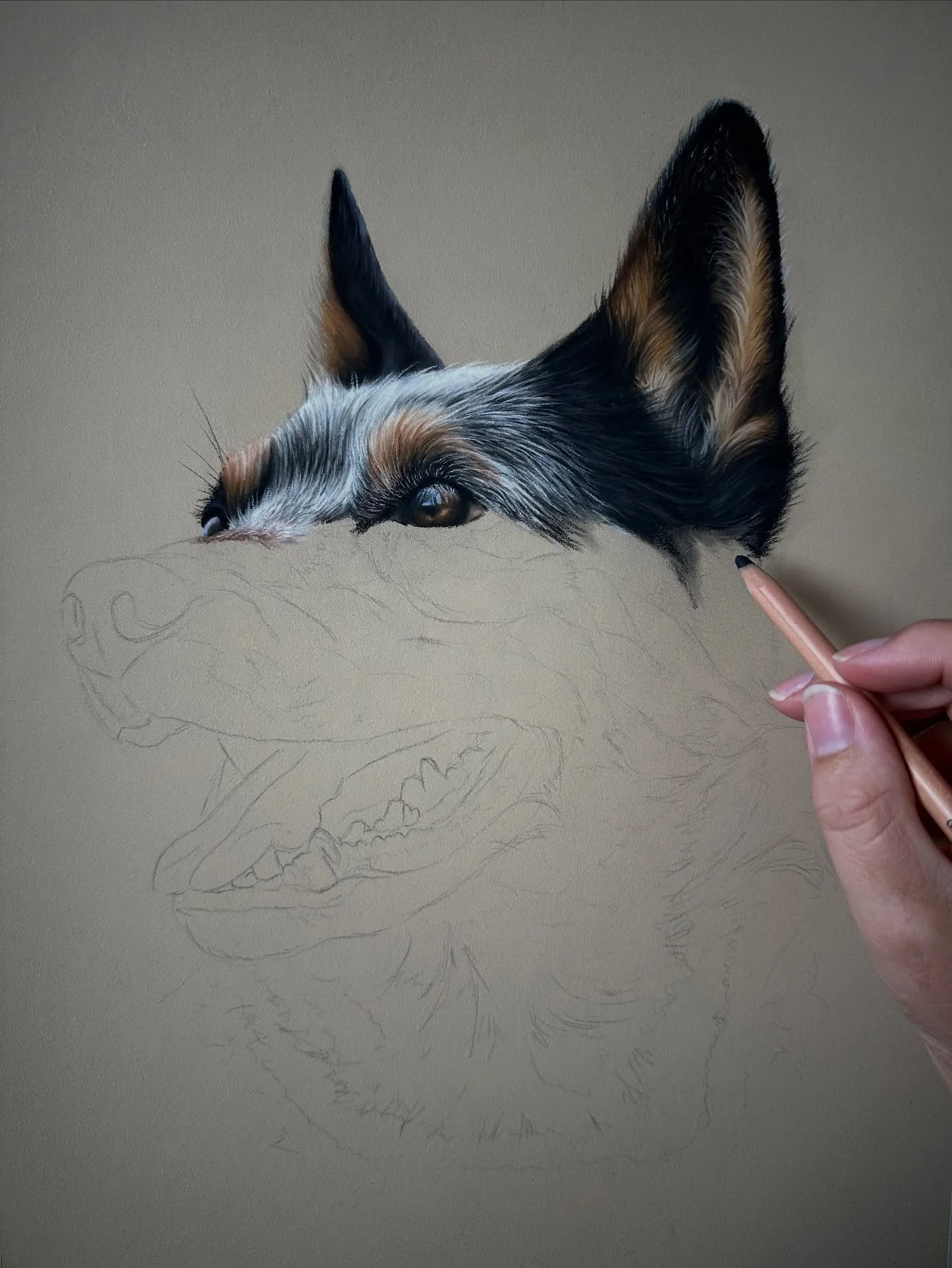 One of my Patreon members asked if I could do an Australian cattle dog/blue heeler tutorial and I was more than happy to oblige! I&rsquo;m always happy to take suggestions of what my members would like to learn to draw and this one has been such fun!